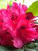 Fleur de rhododendron vue de près
