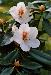 Fleurs de rhododendron blanc 